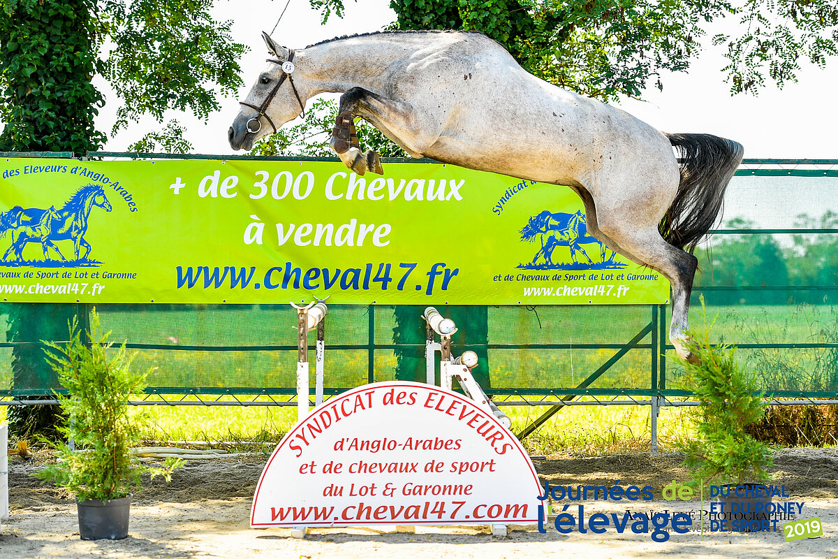 Journées de l'Élevage - Cheval 47